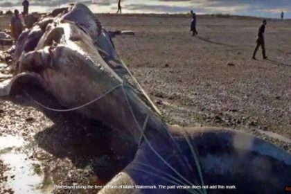 blue whale bitten in half